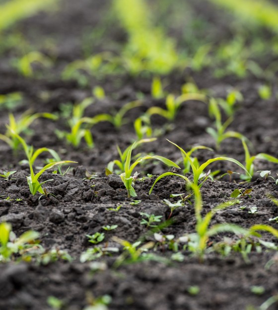Plantjes